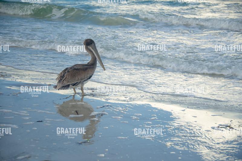 Pelican Reflection
