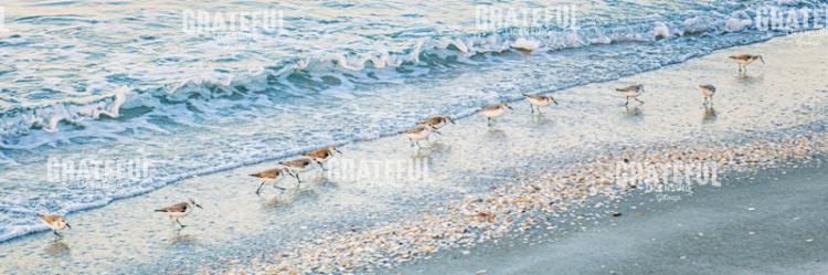 Early Birds Pano