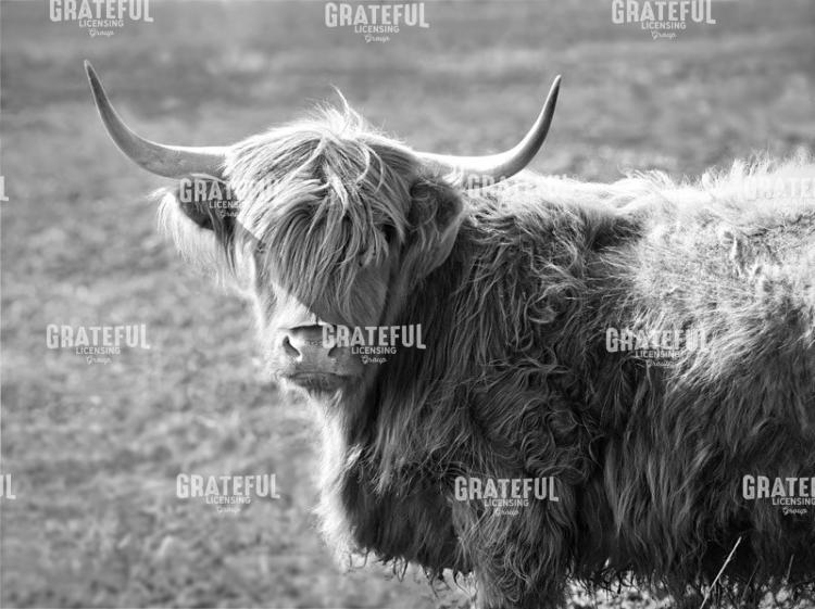 Highland Cow 2