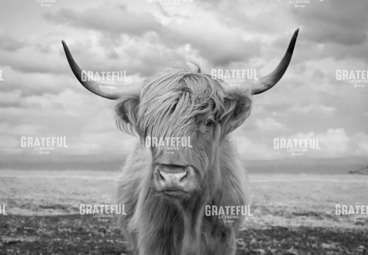 The Last Highland Cow