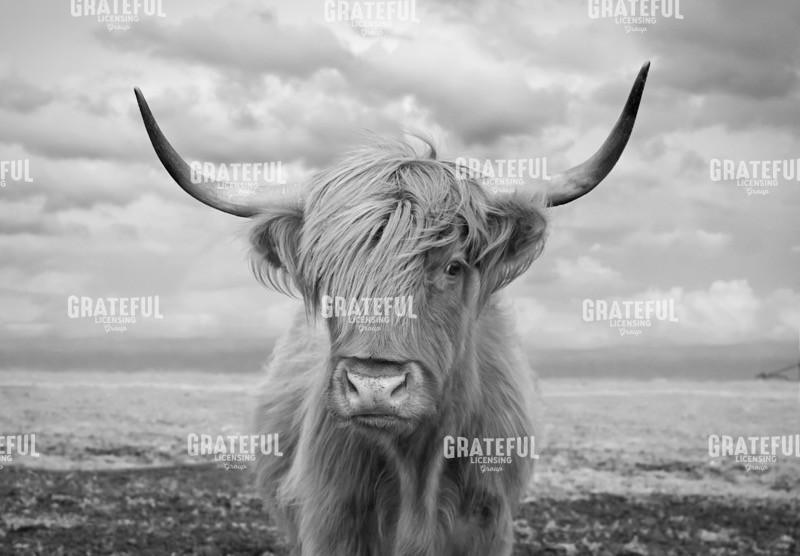 The Last Highland Cow