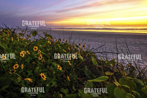 Spring at Matanzas National Monument.tif