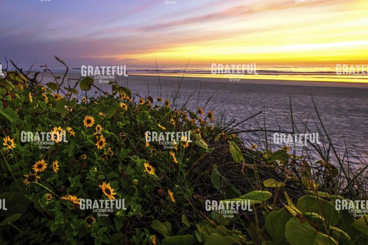 Spring at Matanzas National Monument.tif