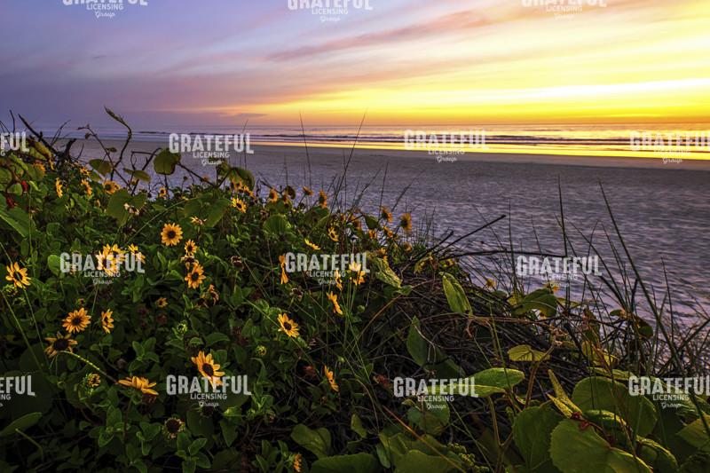 Spring at Matanzas National Monument.tif