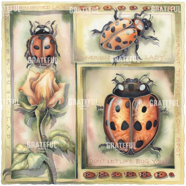 Lady Bug Everyone Needs Their Own Spot