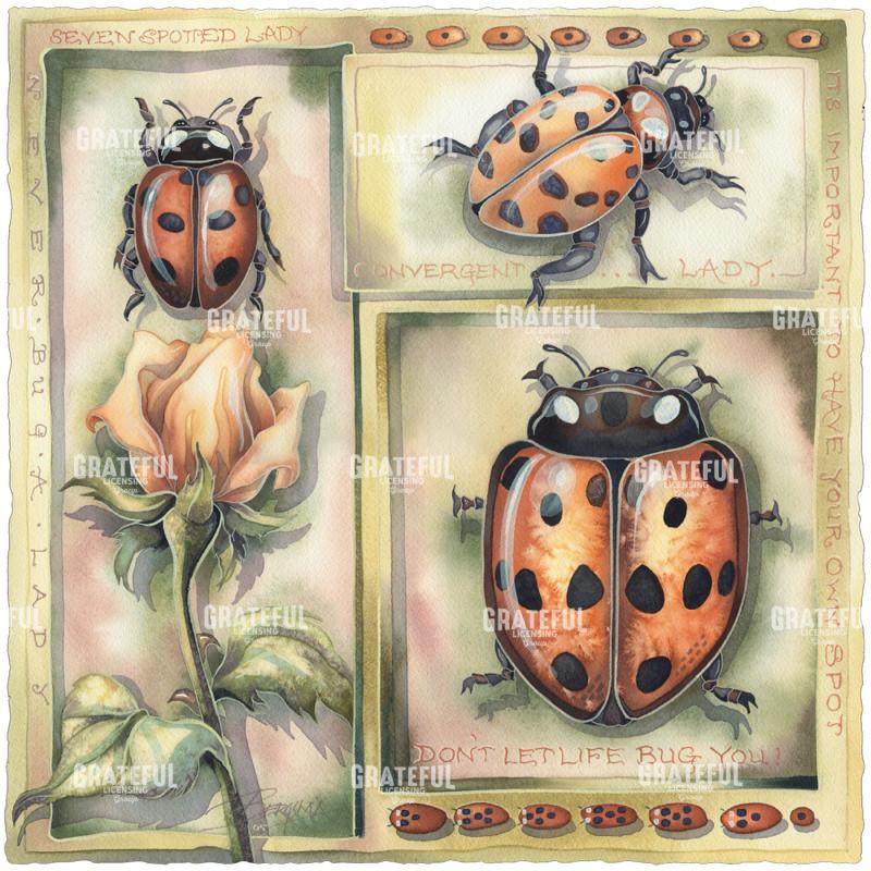 Lady Bug Everyone Needs Their Own Spot