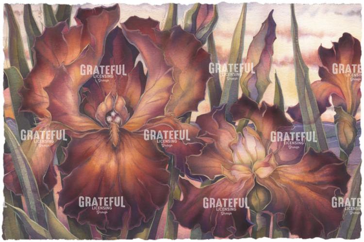 Iris for You