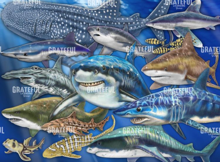 Shark Collage