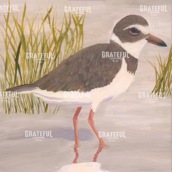 Piping Plover