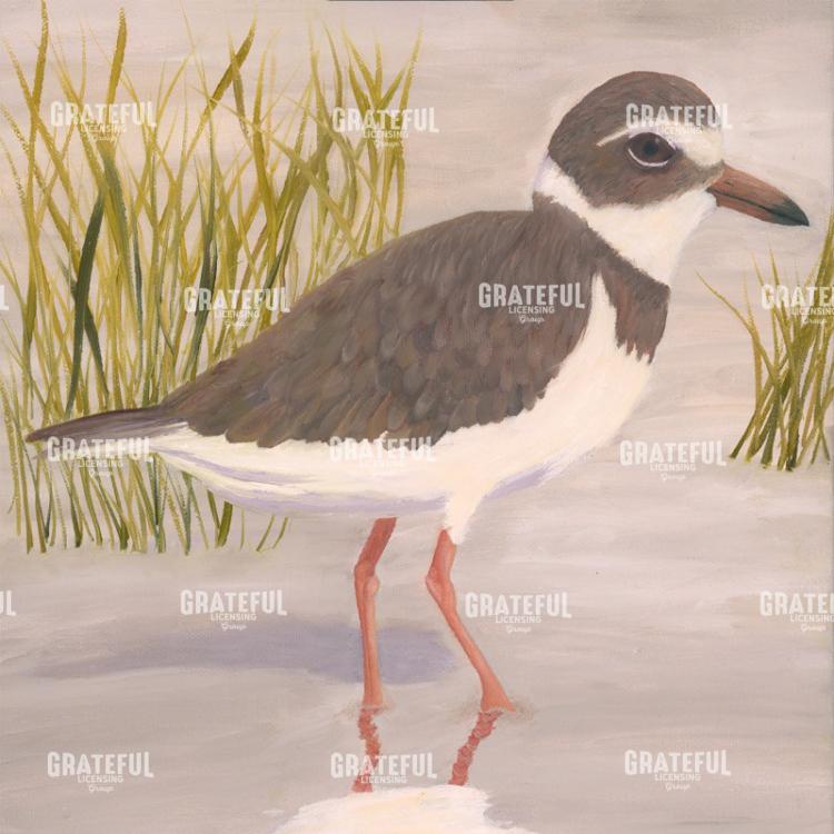 Piping Plover