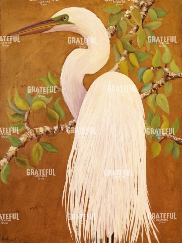 Great Egret Ready To Mate