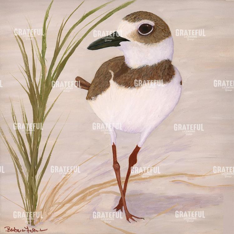 Wilson Plover On The Beach