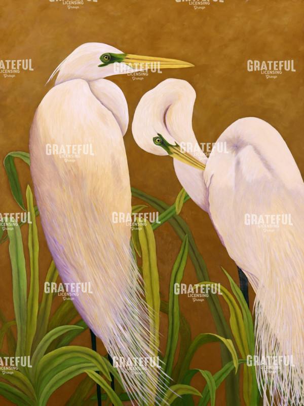Mated Great Egrets