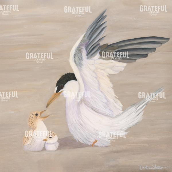 Least Tern & Chicks
