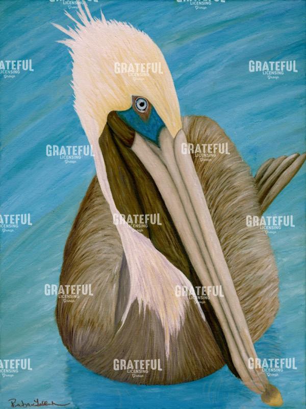 Brown Pelican Floating In Cove
