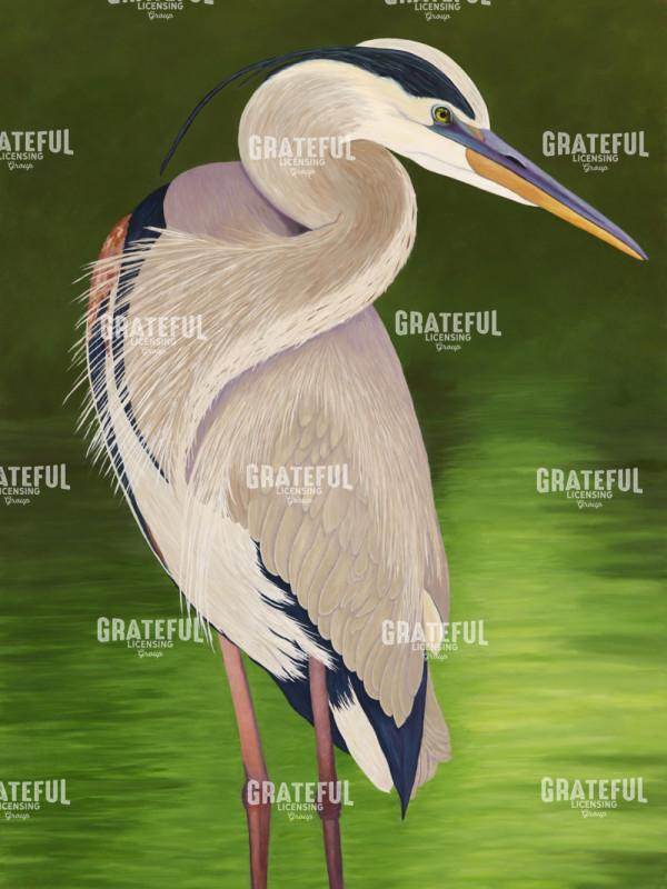Moon Light Great Heron