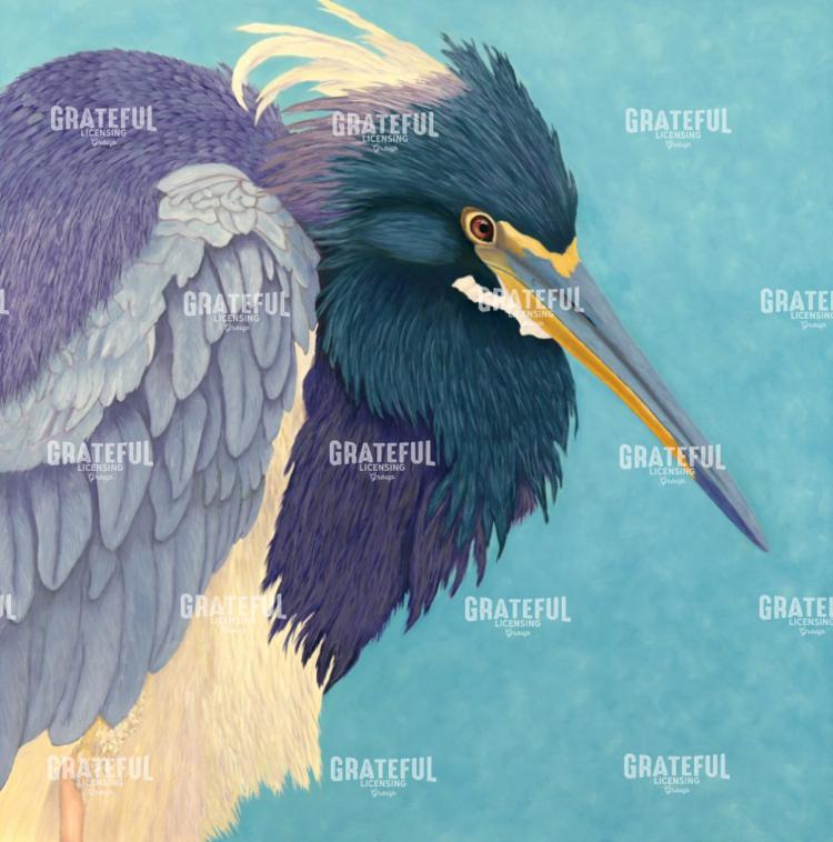 Tri Colored Heron