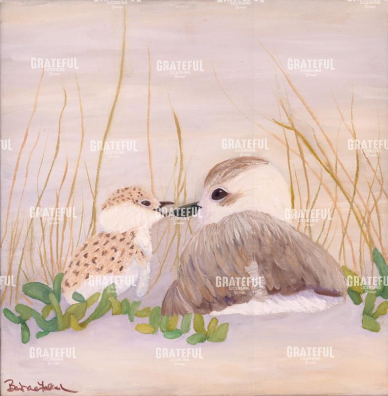 Snowy Plover & Chick