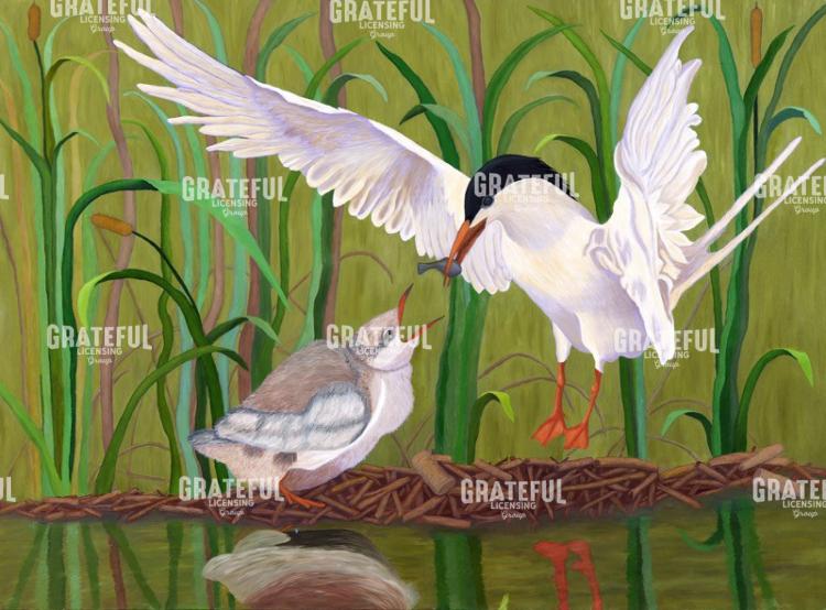 Royal Tern Feeding Baby