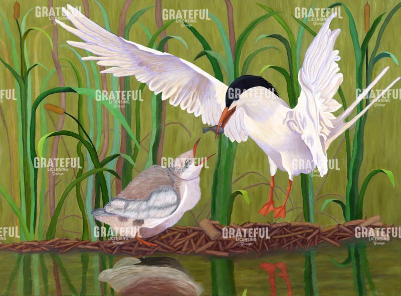 Royal Tern Feeding Baby