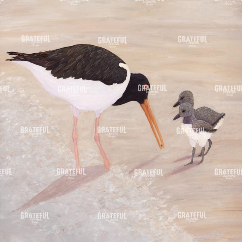 American Oyster Catcher & Chicks