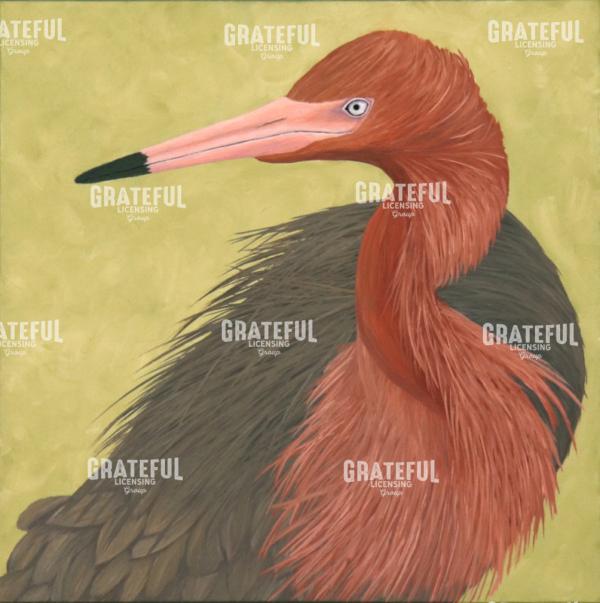 Dark Morphed Reddish Egret Portrait