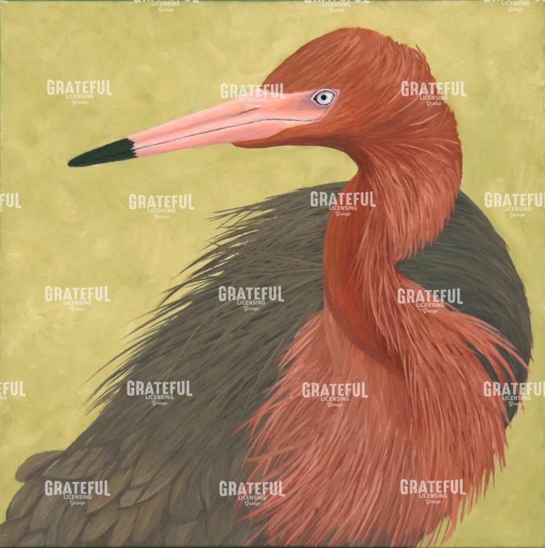 Dark Morphed Reddish Egret Portrait