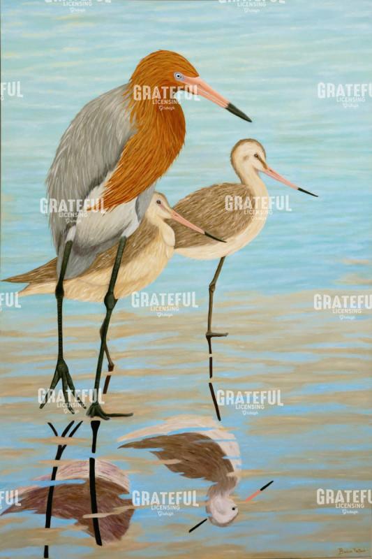 Reddish Egret & Marbled Godwits