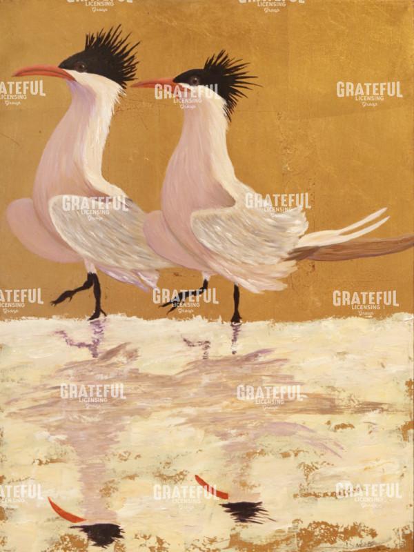 Royal Terns Mating Ritual