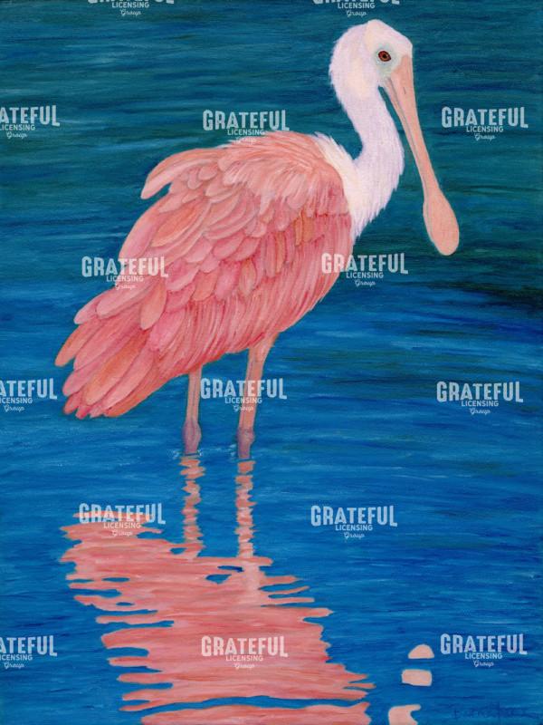 Juvenile Roseate Spoonbill Wading