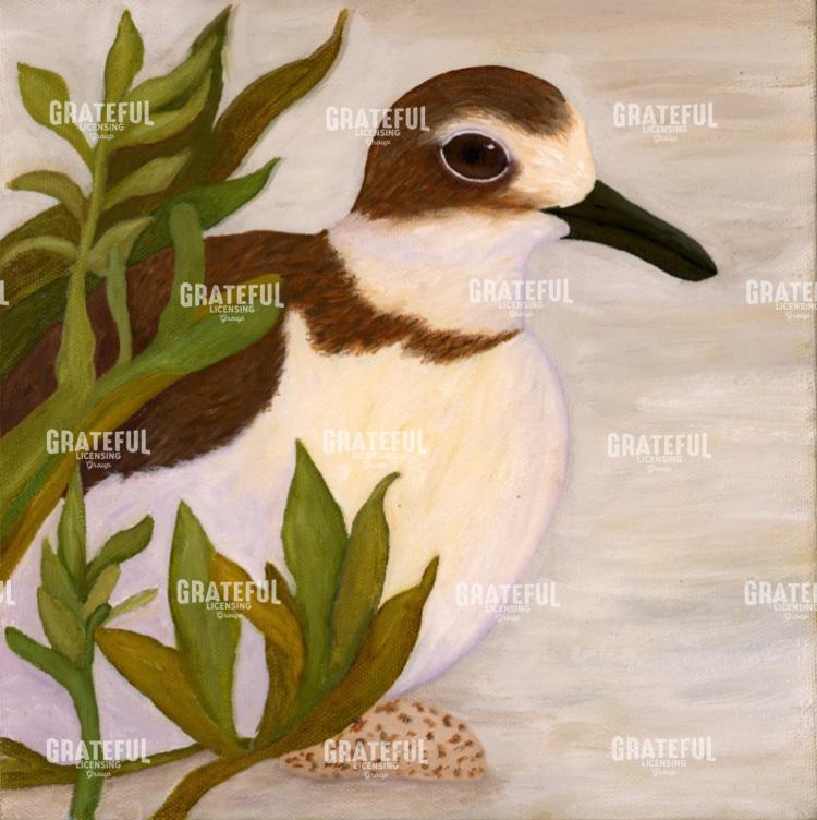 Wilsons Plover Sitting On Egg