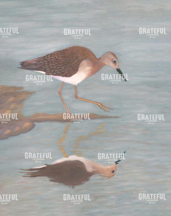 Stilt Sandpipers Reflection