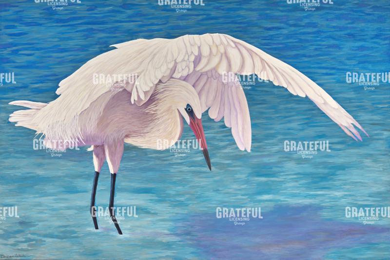 White Morphed Reddish Egret Shadow Fishing