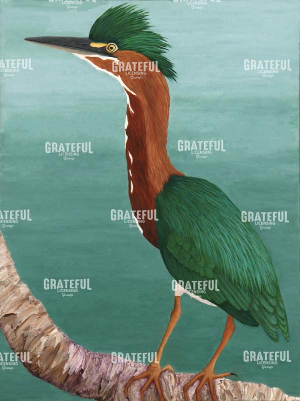 Green Heron Father