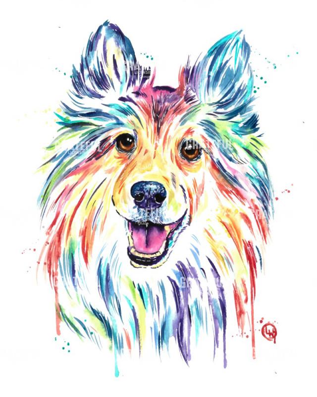 Sheltie