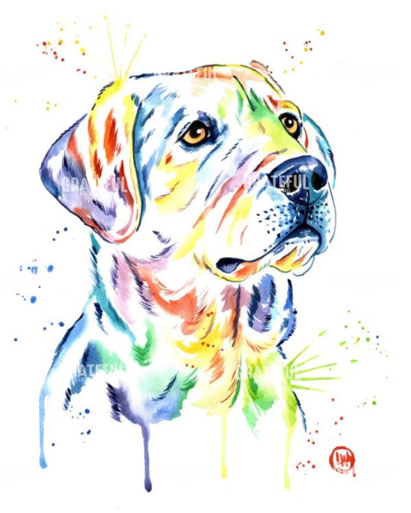 Yellow Lab