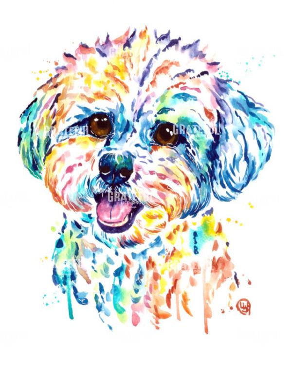 Bichon