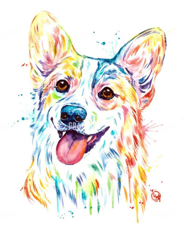 Corgi