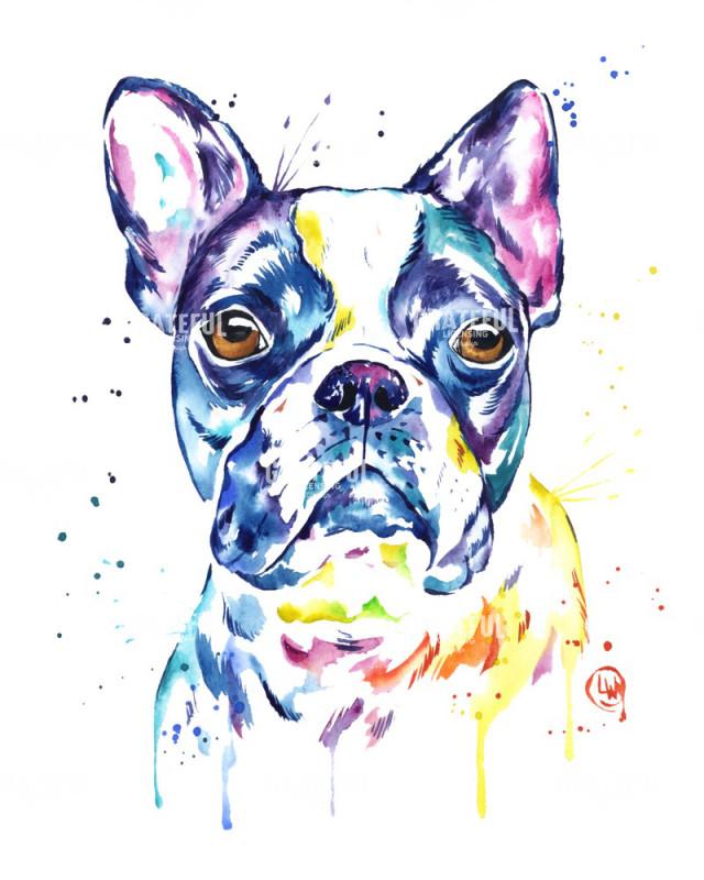 Boston Terrier
