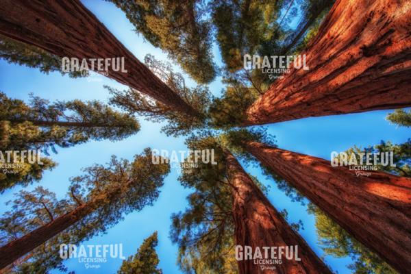 The Bachelor and the Three Graces 2