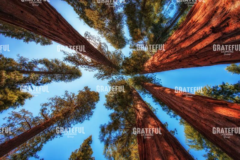 The Bachelor and the Three Graces 2