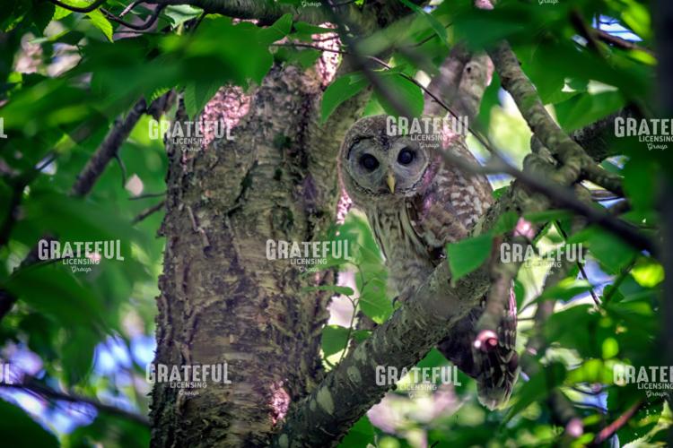 Barred Owl In A Tree