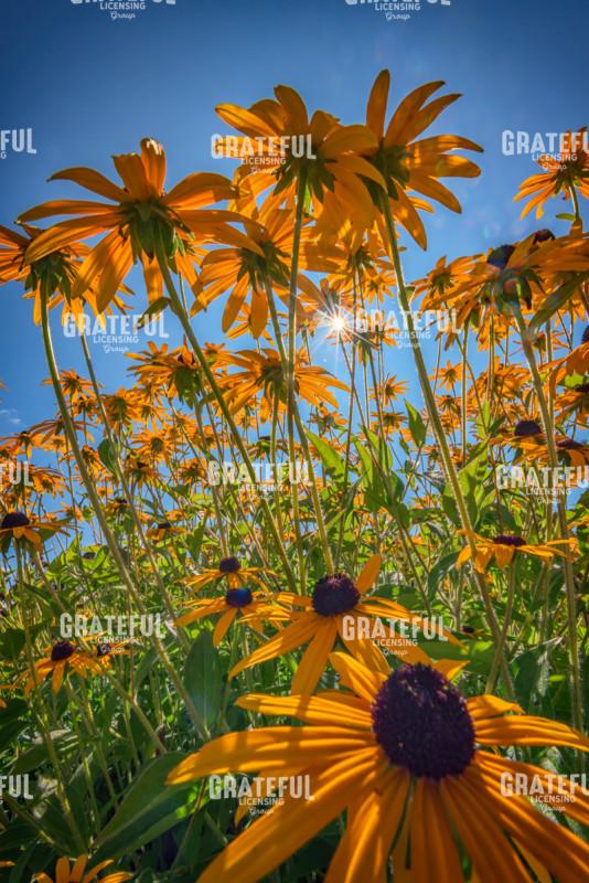 Black Eyed Susans Bask in the Sun