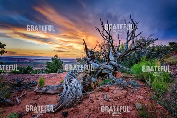 Bristlecone Sunset