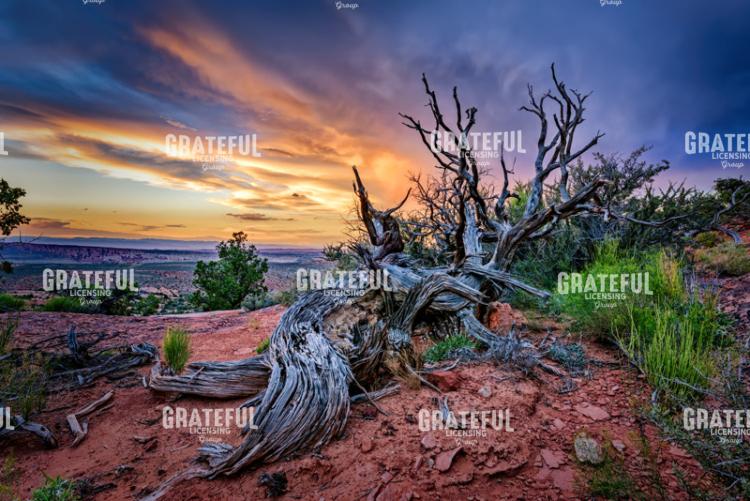 Bristlecone Sunset