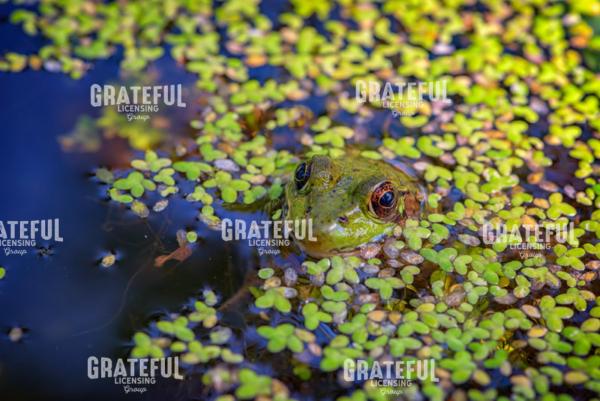 Its Not Easy Being Green