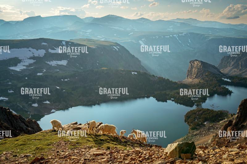 At Home in the Mountains