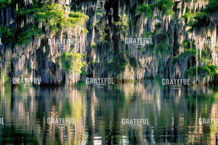 Bayou Bliss