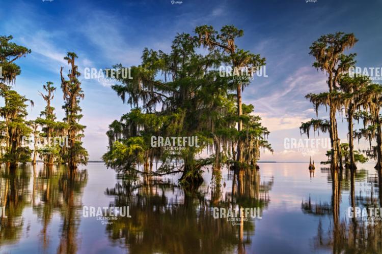 Bayou Majesty
