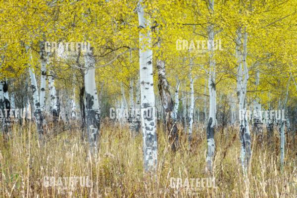 Aspens